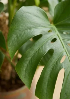 Monstera - Gatenplant