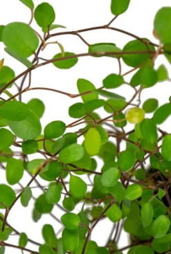 Muehlenbeckia complexa Top Secret - Stekje