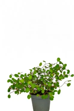 Muehlenbeckia complexa Top Secret - Stekje