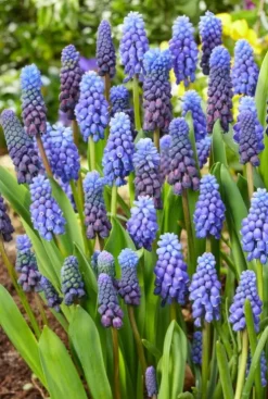 Muscari Armeniacum - 50 bollen