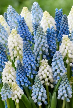 Muscari mix - 50 bollen