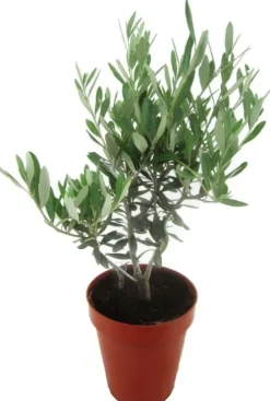 Olea Europaea - Olijfboom
