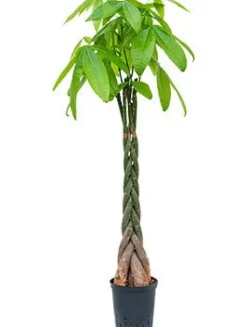 Pachira aquatica - Geldboom