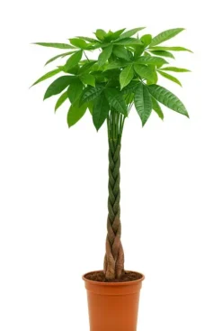 Pachira aquatica - Geldboom