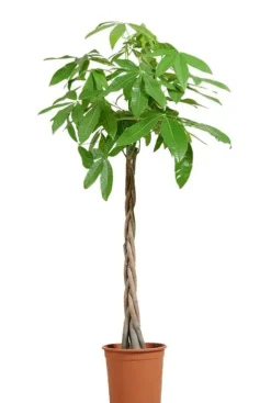 Pachira Aquatica - Geldboom - P21