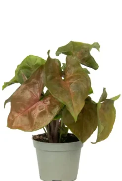 Syngonium Maria - Stekje