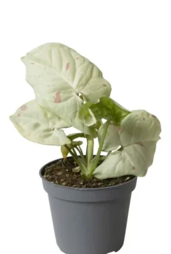 Syngonium Milk Konfetti