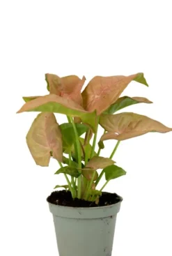 Syngonium Neon - Stekje