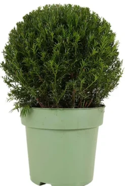 Taxus Collection Ball Ø32cm - Eibe