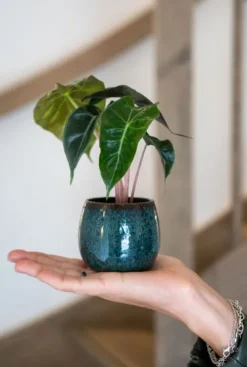 TS Collection Odile Pot - petrol